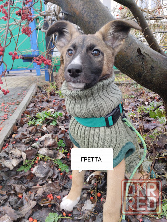 в добрые руки щенок девочка от бездомной собачки Макеевка - изображение 1