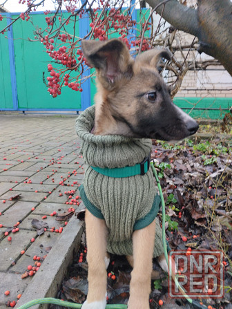 в добрые руки щенок девочка от бездомной собачки Макеевка - изображение 2