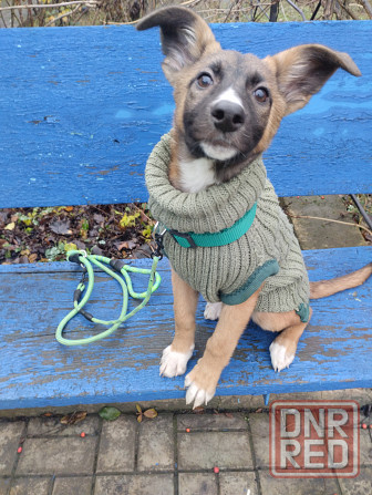 в добрые руки щенок девочка от бездомной собачки Макеевка - изображение 3