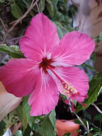 Укоренённые черенки гибискуса Донецк