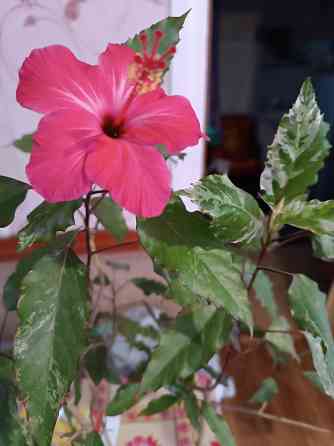 Укоренённые черенки гибискуса Донецк