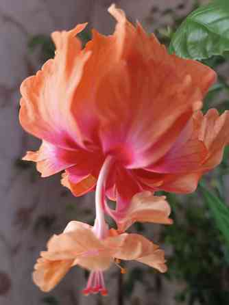 Укоренённые черенки гибискуса Донецк