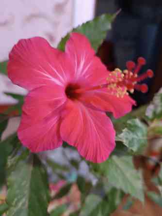 Укоренённые черенки гибискуса Донецк