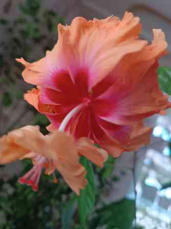 Укоренённые черенки гибискуса Донецк