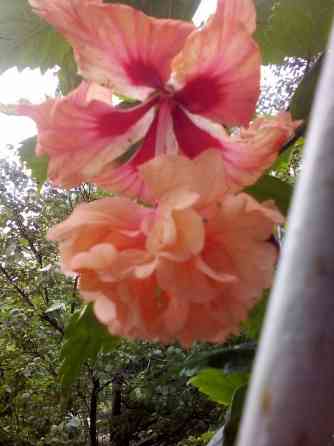 Укоренённые черенки гибискуса Донецк