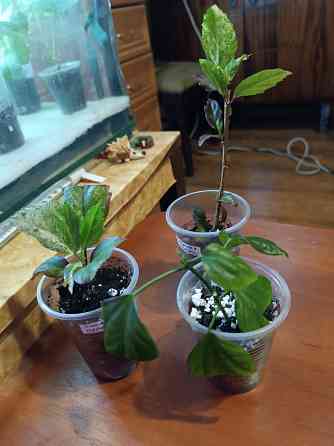 Укоренённые черенки гибискуса Донецк