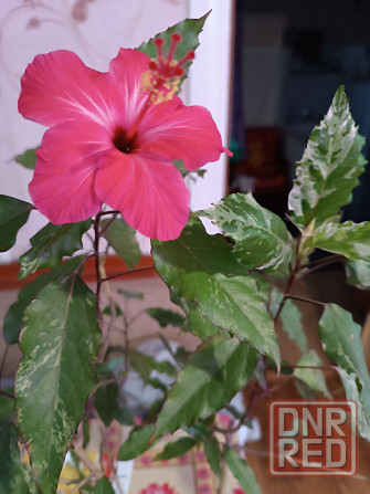 Укоренённые черенки гибискуса Донецк - изображение 1