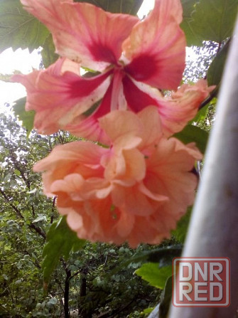 Укоренённые черенки гибискуса Донецк - изображение 2