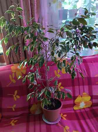 Фикус Бенджамина вариегатный Донецк