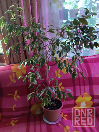 Фикус Бенджамина вариегатный Донецк - изображение 1