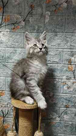 Котята Мейн-Куна Донецк