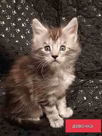 Котята Мейн-Куна Донецк