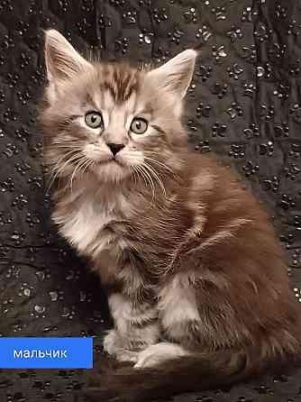 Котята Мейн-Куна Донецк