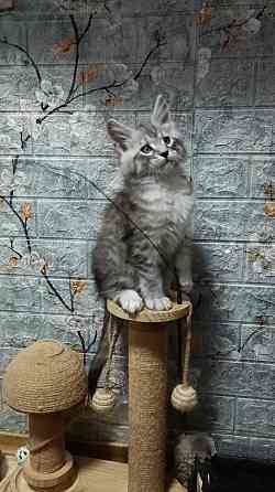 Котята Мейн-Куна Донецк