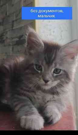 Котята Мейн-Куна Донецк