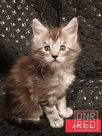 Котята Мейн-Куна Донецк - изображение 2