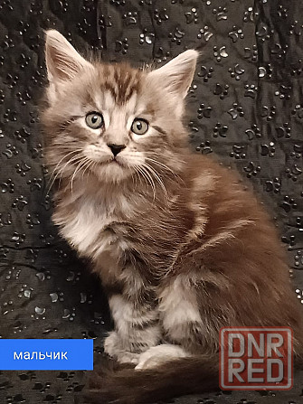 Котята Мейн-Куна Донецк - изображение 1