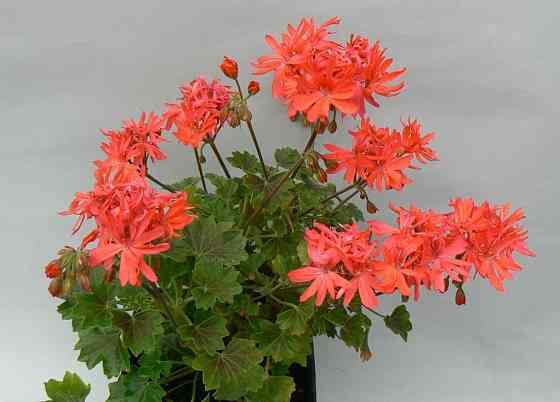 Укоренённые черенки сортовых пеларгоний Донецк