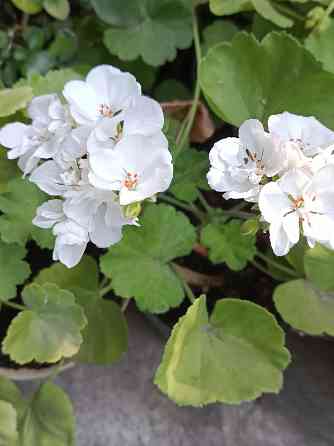 Укоренённые черенки сортовых пеларгоний Донецк