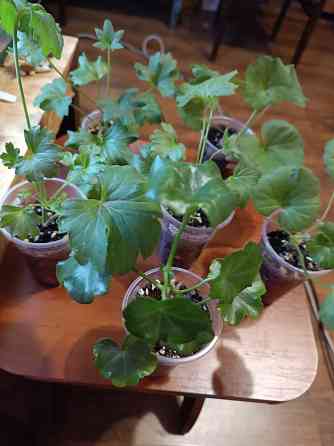 Укоренённые черенки сортовых пеларгоний Донецк