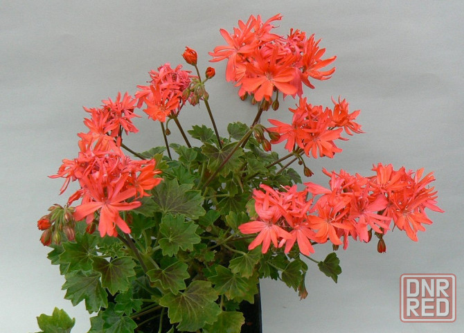 Укоренённые черенки сортовых пеларгоний Донецк - изображение 2