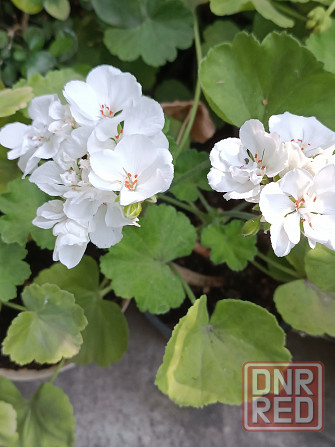 Укоренённые черенки сортовых пеларгоний Донецк - изображение 1