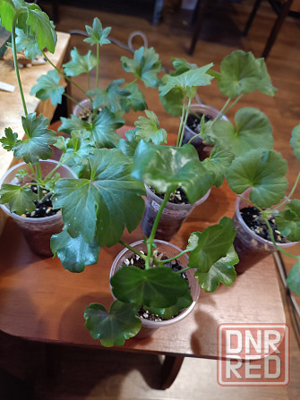 Укоренённые черенки сортовых пеларгоний Донецк - изображение 3