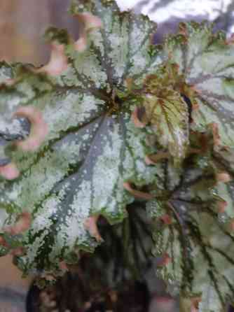 Бегония Каунти Оранж Донецк