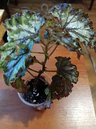 Бегония Каунти Оранж Донецк