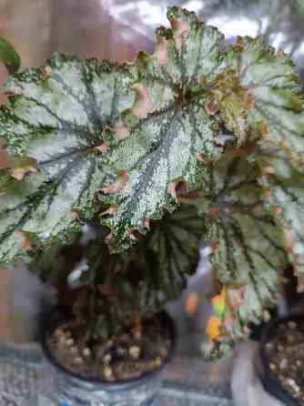 Бегония Каунти Оранж Донецк