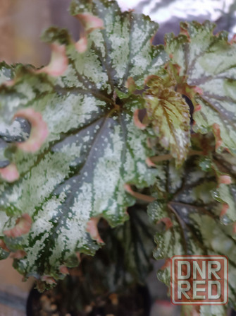 Бегония Каунти Оранж Донецк - изображение 2