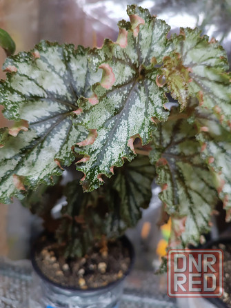 Бегония Каунти Оранж Донецк - изображение 1