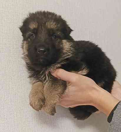 Щенок девочка немецкая овчарка Макеевка