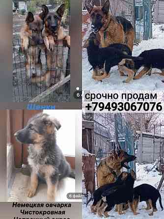 Щенок девочка немецкая овчарка Макеевка