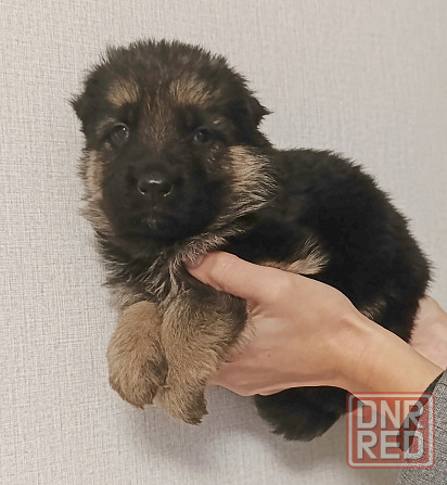 Щенок девочка немецкая овчарка Макеевка - изображение 1