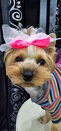 Наряды для небольших собачек Макеевка