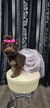 Наряды для небольших собачек Макеевка