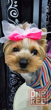 Наряды для небольших собачек Макеевка - изображение 1