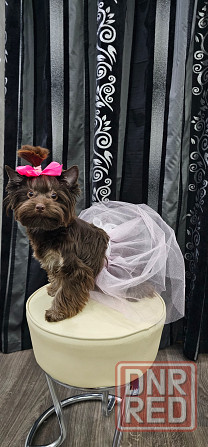 Наряды для небольших собачек Макеевка - изображение 2