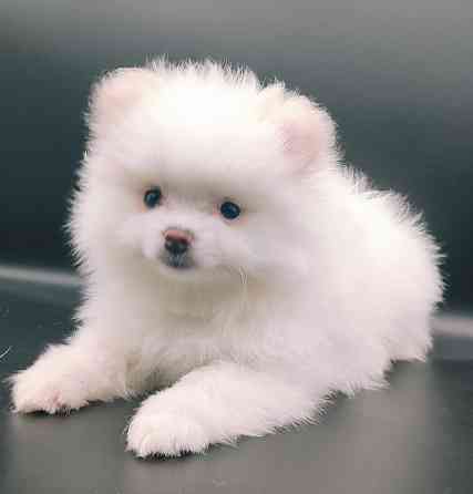 Померанский шпиц мини Донецк