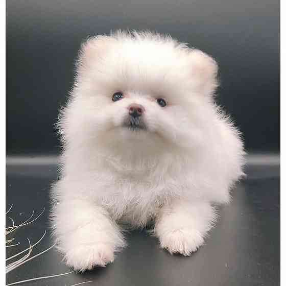 Померанский шпиц мини Донецк