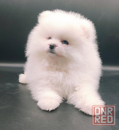 Померанский шпиц мини Донецк - изображение 1