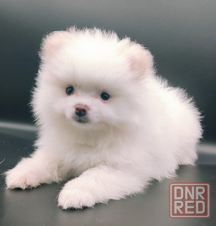 Померанский шпиц мини Донецк - изображение 3