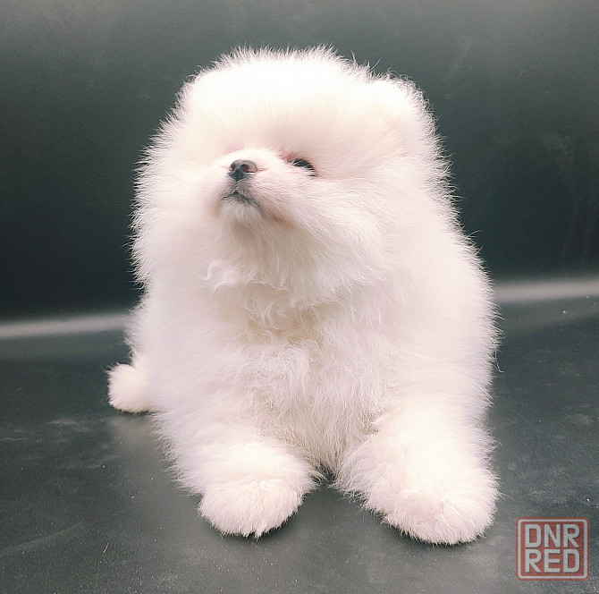 Померанский шпиц мини Донецк - изображение 2