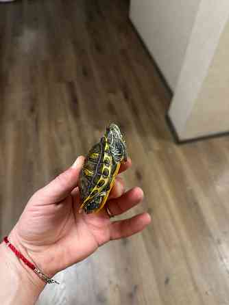 Продам двух черепах. Донецк