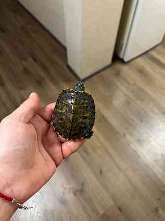 Продам двух черепах. Донецк