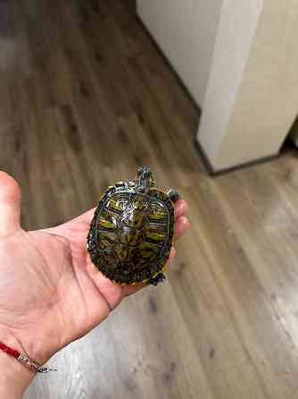 Продам двух черепах. Донецк