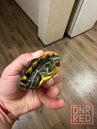 Продам двух черепах. Донецк - изображение 8