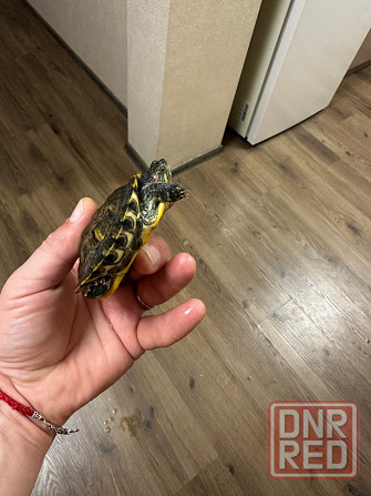 Продам двух черепах. Донецк - изображение 7