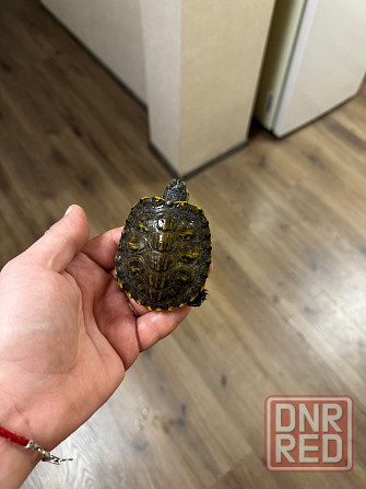 Продам двух черепах. Донецк - изображение 4